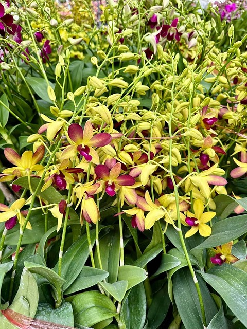 Orkidé, Natur, Blomst, Smukke Blomster