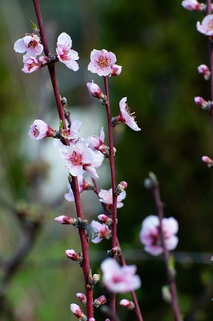 Free Flowers Peach photo and picture