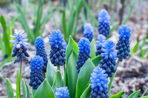 Free Flowers Grape Hyacinth photo and picture