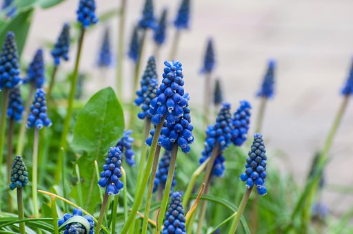 Free Flowers Grape Hyacinth photo and picture