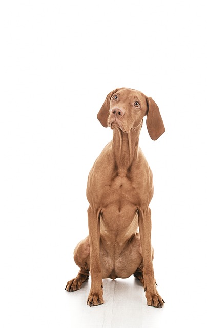 Free Dog Canine photo and picture