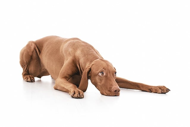 Free Dog Canine photo and picture
