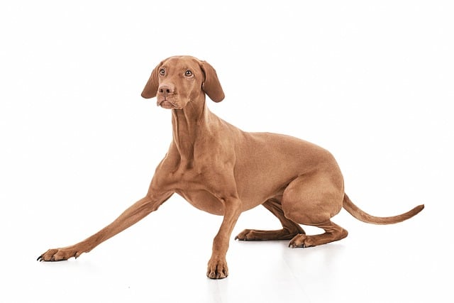 Free Dog Canine photo and picture