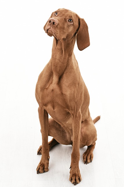 Free Dog Canine photo and picture