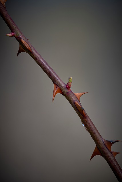 Free Macro Nature photo and picture