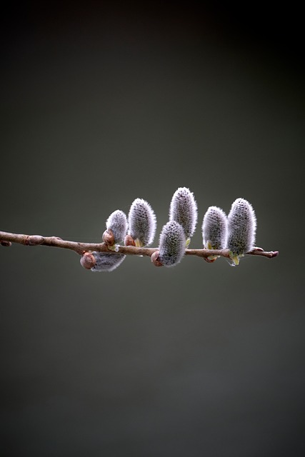 Free Macro Nature photo and picture