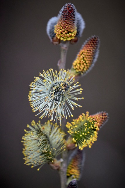 Free Macro Nature photo and picture