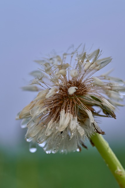 Free Macro Nature photo and picture