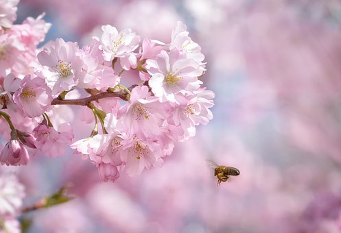 Japanische Kirschblüte, Kirschblüte