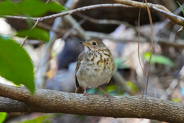 Free Hermit Thrush Thrush photo and picture