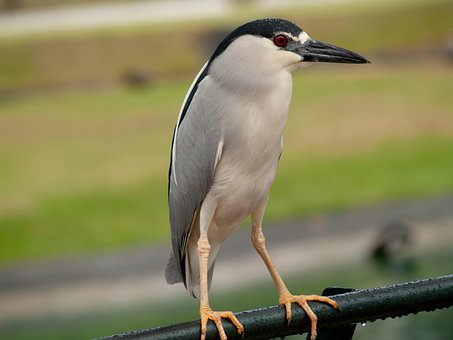 Free Bird Animal photo and picture