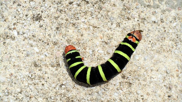 Free Caterpillar Nature photo and picture