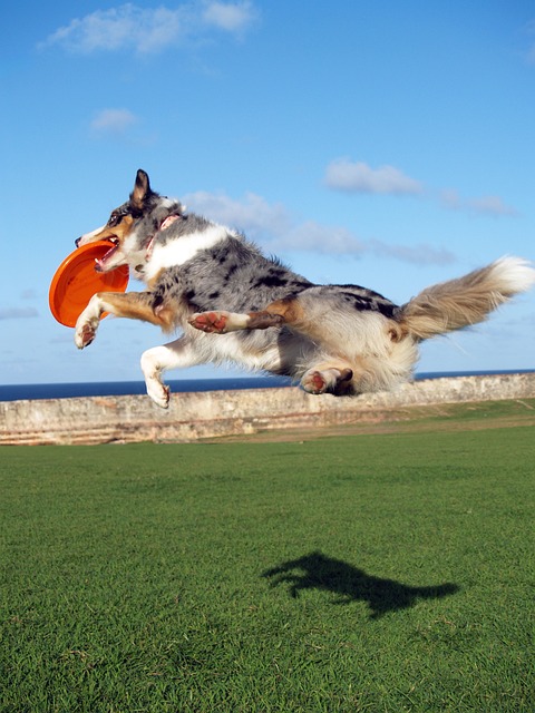 Free Dog Pet photo and picture
