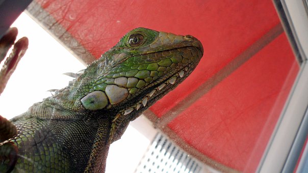 Free Iguana Lizard photo and picture