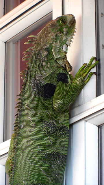 Free Iguana Lizard photo and picture