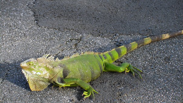 Free Iguana Lizard photo and picture