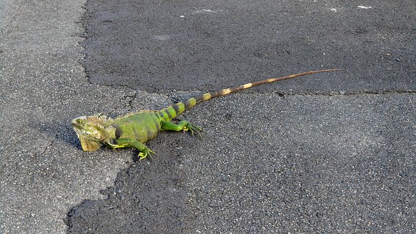 Free Iguana Lizard photo and picture