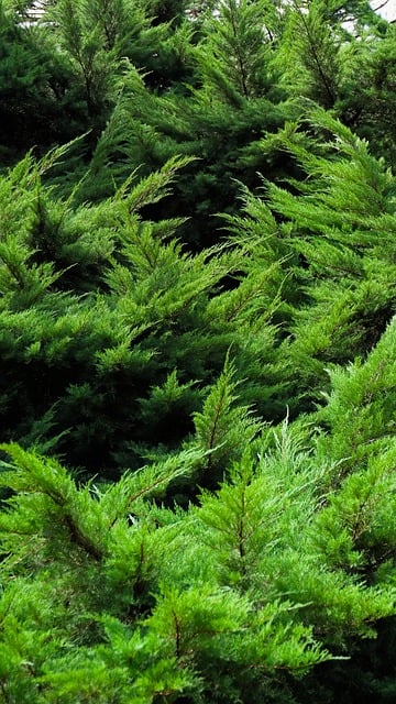 Free Nature Forest photo and picture
