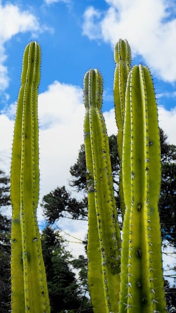 Free Nature Cactus photo and picture