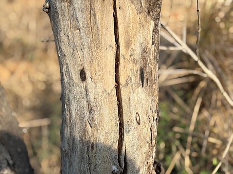 Baumstamm, Baumstruktur, Holz Textur