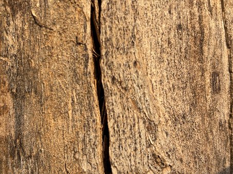 Baumstamm, Baumstruktur, Holz Textur