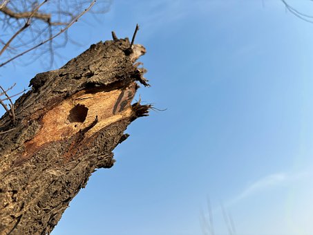 Baumstamm, Baumstruktur, Holz Textur