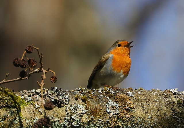 Bird Robin Spring - Free photo on Pixabay