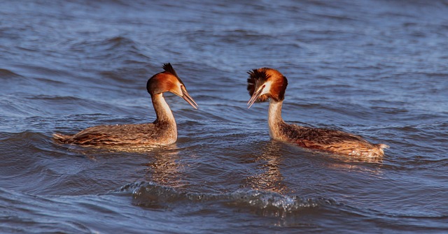 Grebe Islets Grebes Midwolda Nature - Free photo on Pixabay
