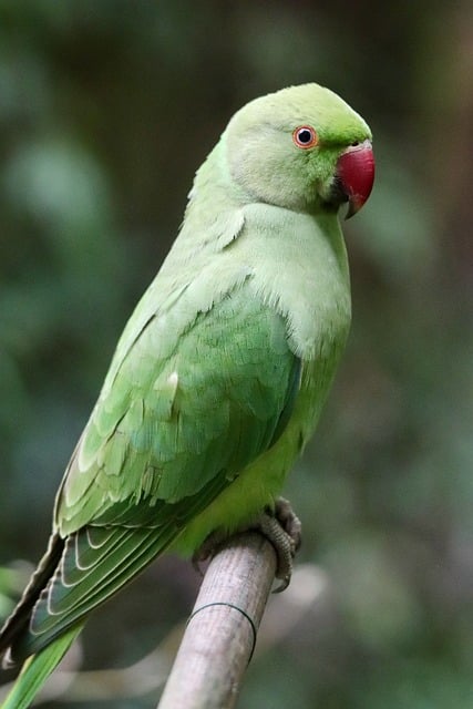 Free Ring-Necked Parakeet Parakeet photo and picture