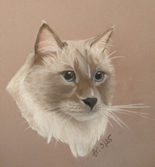Free Cat Ragdoll photo and picture