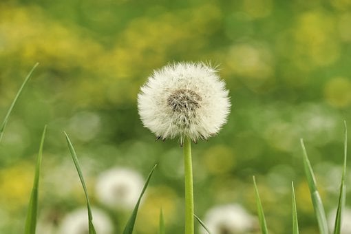 민들레, 꽃, 배경, 목초지, 봄, 불다, 길 바랍니다, 나는, 잔디