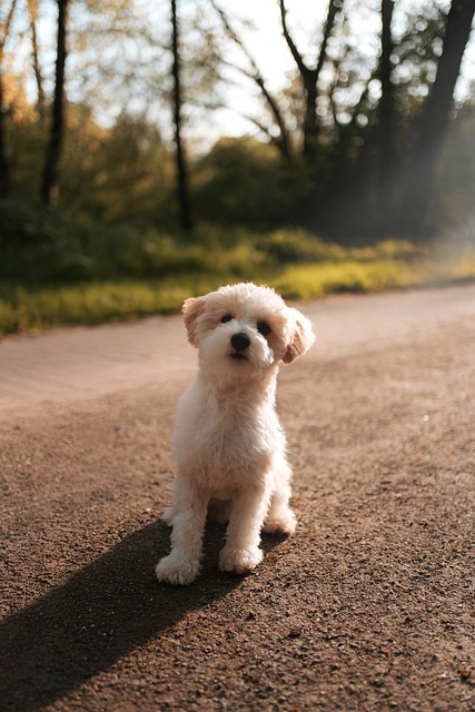 Free Animal Domestic Animal photo and picture