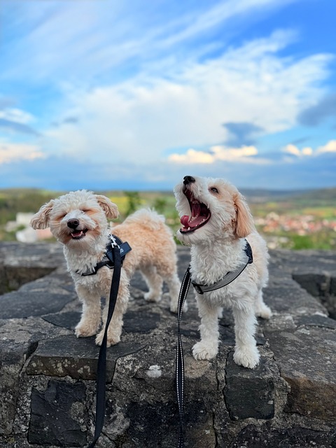 Free Dogs Nature photo and picture
