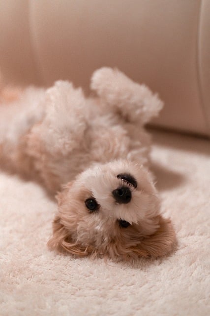Free Domestic Animal Animal photo and picture