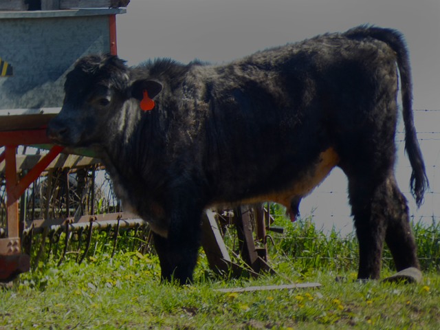 Free Cow Nature photo and picture