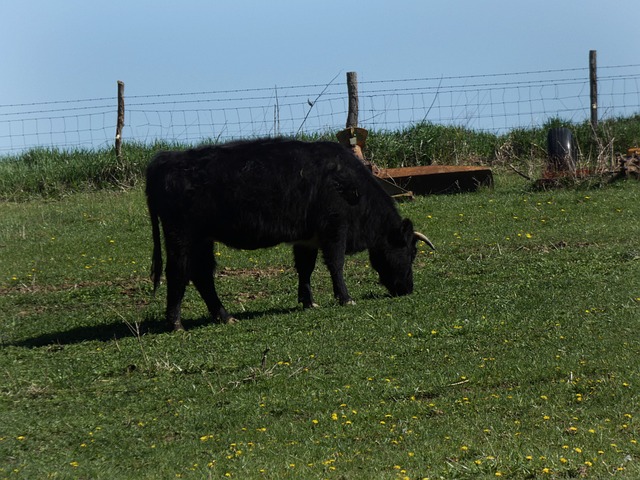 Free Cow Nature photo and picture