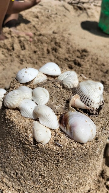 Concha, Natural, Praia, Mar, Areia