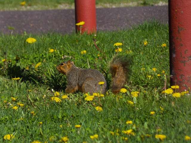 Free Nature Animal photo and picture