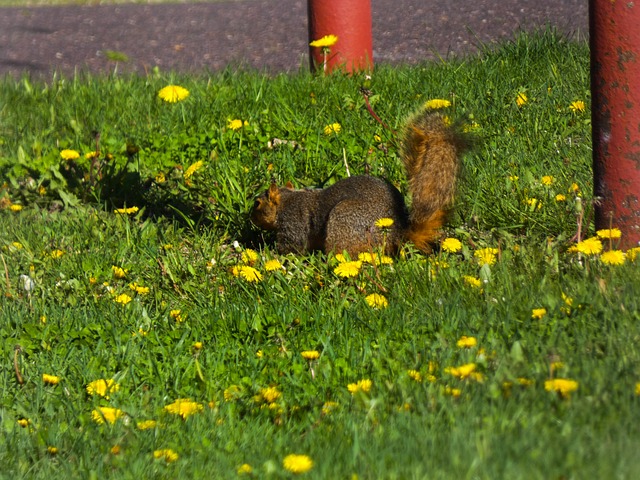 Free Animal Nature photo and picture