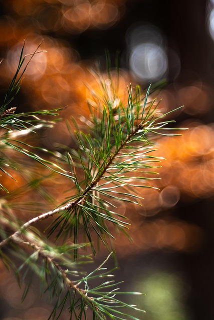 Free Forest Conifer photo and picture