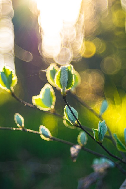 Free Forest Fresh photo and picture