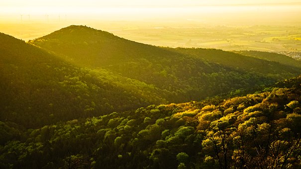 Free Forest Tomorrow photo and picture