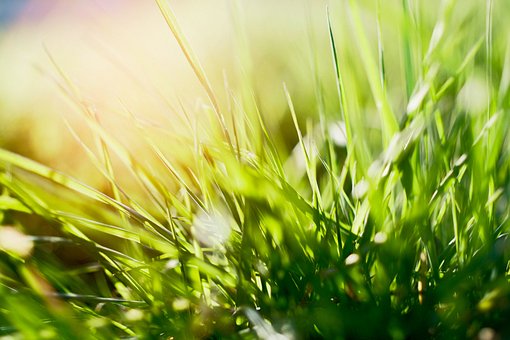 Free Grass Nature photo and picture
