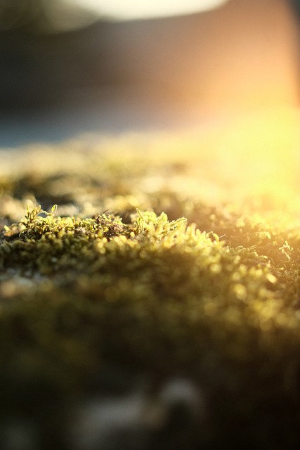 Free Moss Forest photo and picture