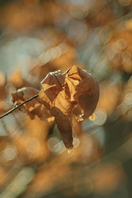 Free Forest Mood photo and picture