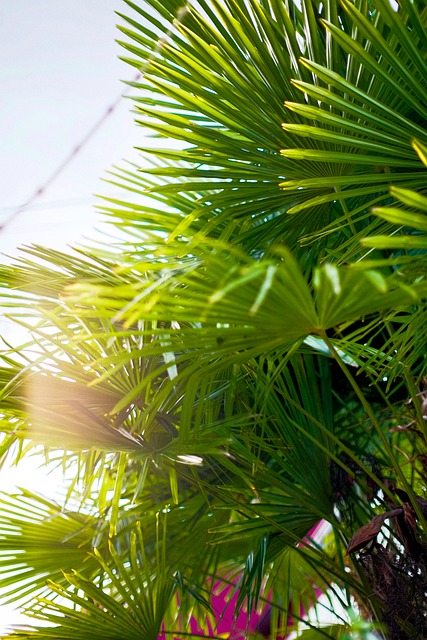 Free Palm Trees Summer photo and picture
