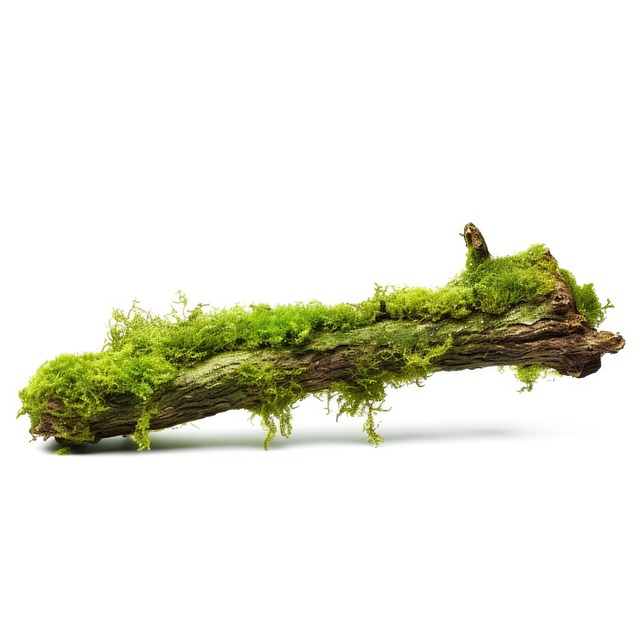 Free moss log nature illustration