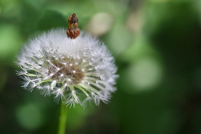 Free Dandelion Flying Seeds photo and picture