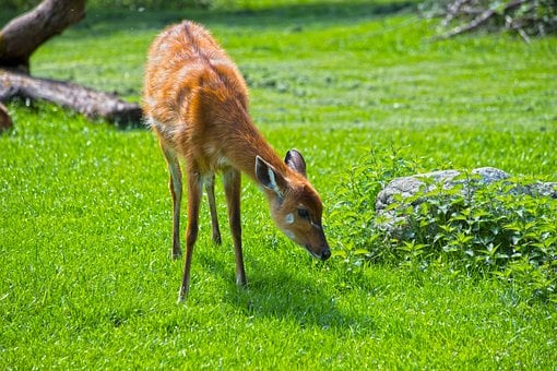 Hert, Bambi, Dier