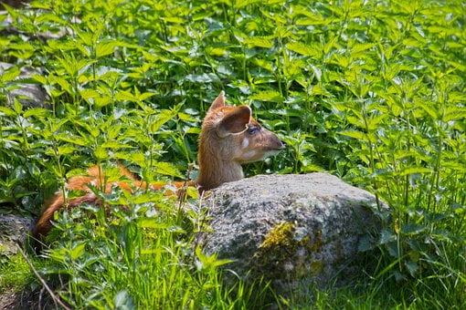 Sika, Hert, Natuur, Zoogdier, Krachtig